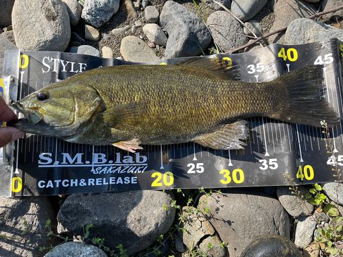 スモールマウスバスの釣果