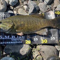 スモールマウスバス