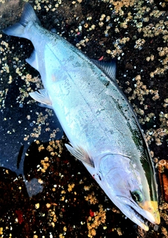 サクラマスの釣果
