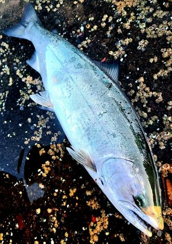 サクラマスの釣果