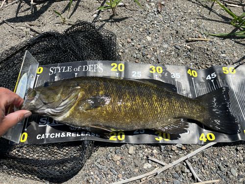 スモールマウスバスの釣果