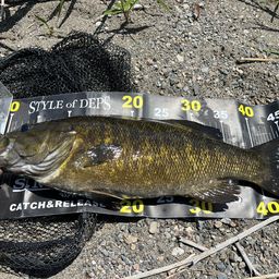 スモールマウスバス