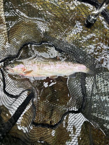 レインボートラウトの釣果
