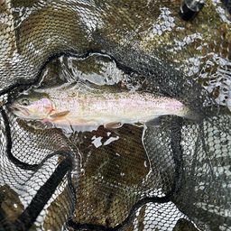 レインボートラウト