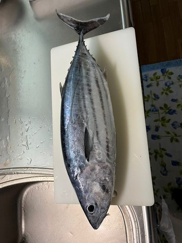 カツオの釣果