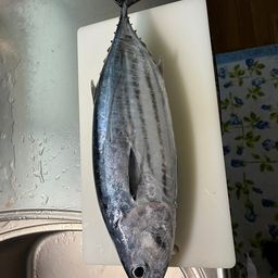 カツオ