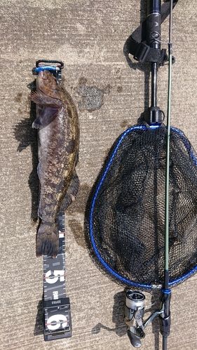 アイナメの釣果