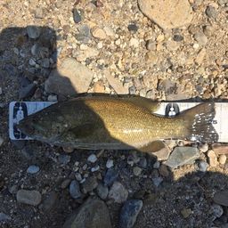 スモールマウスバス