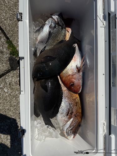 マダイの釣果
