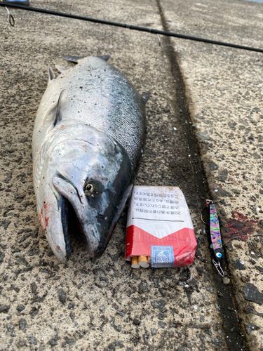 サクラマスの釣果