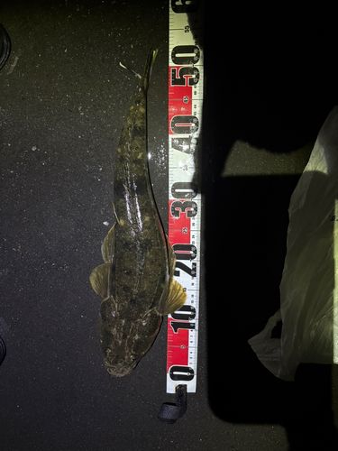 マゴチの釣果