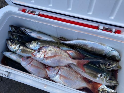 アジの釣果