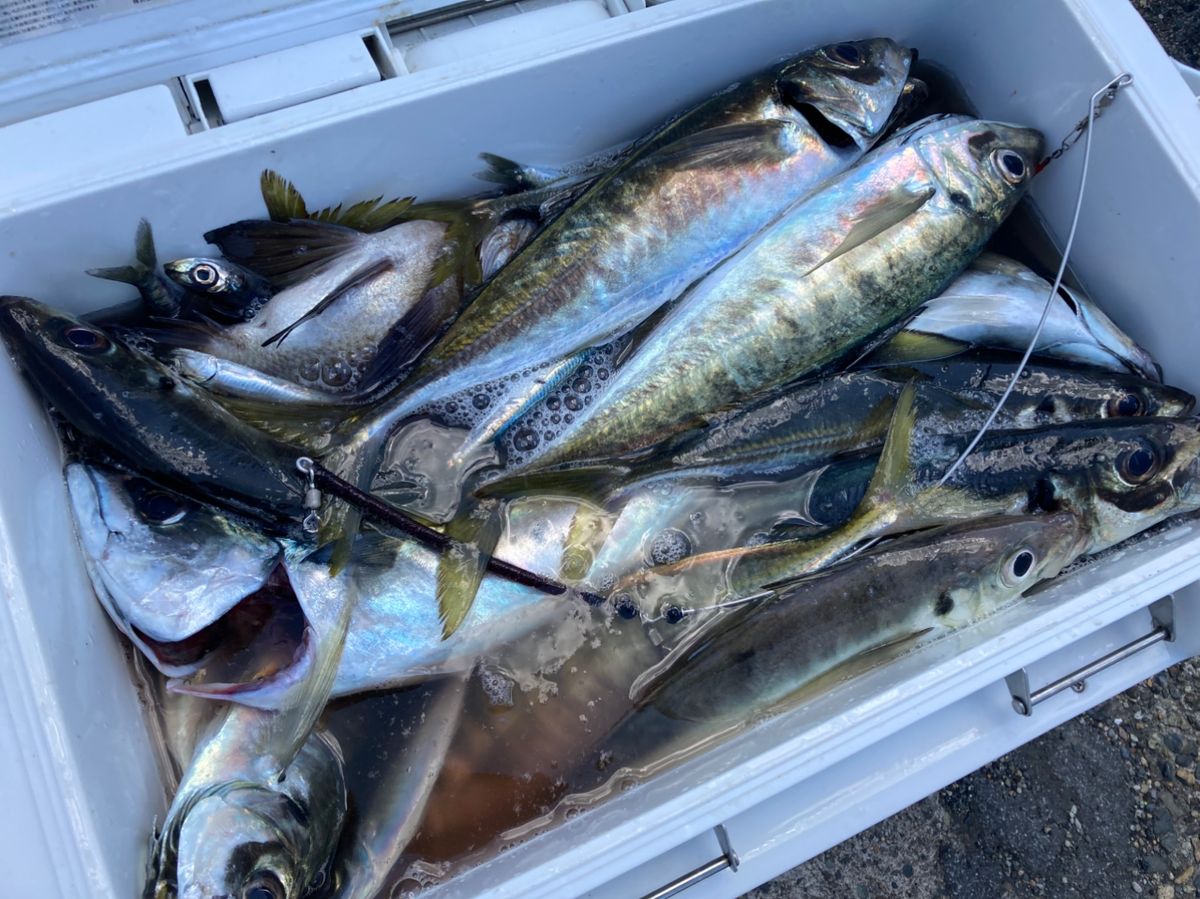 太幸丸さんの釣果 2枚目の画像