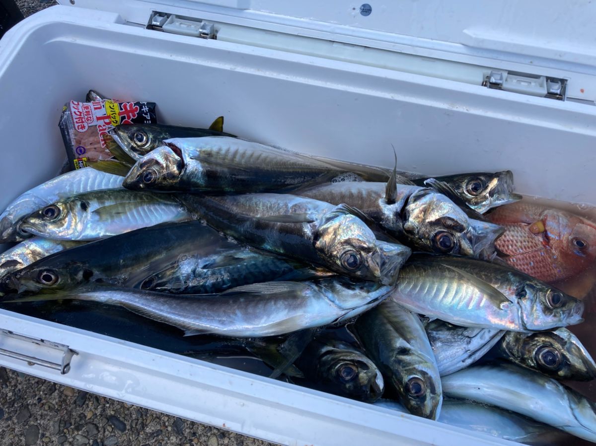 太幸丸さんの釣果 3枚目の画像