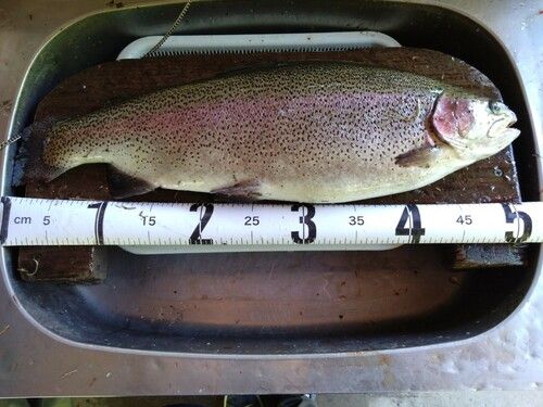 ニジマスの釣果