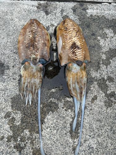 コウイカの釣果