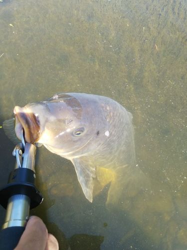 コイの釣果