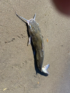 アメリカナマズの釣果