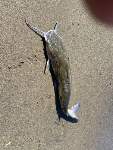 アメリカナマズの釣果