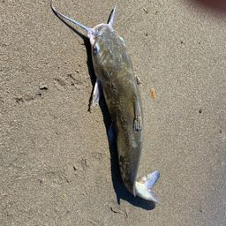 アメリカナマズ