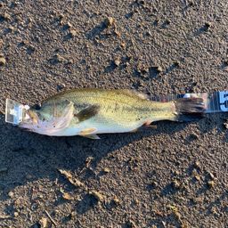 ラージマウスバス