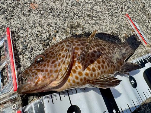 オオモンハタの釣果