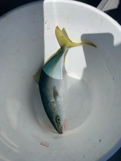 ハマチの釣果