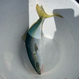 ハマチ