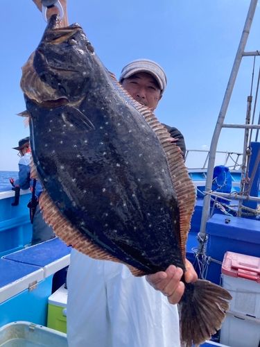 ヒラメの釣果