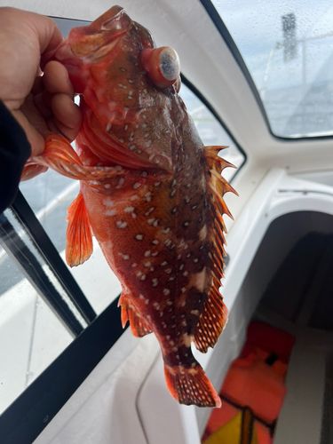 ウッカリカサゴの釣果