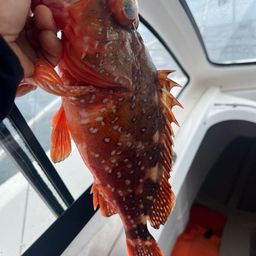 ウッカリカサゴ