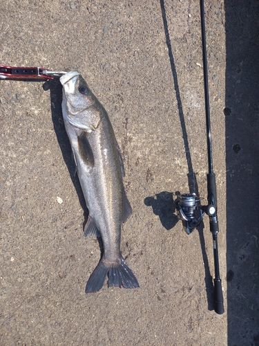 スズキの釣果