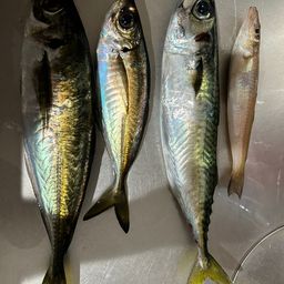 アジ