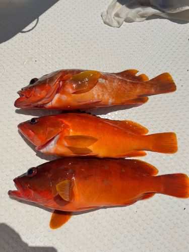 アカハタの釣果