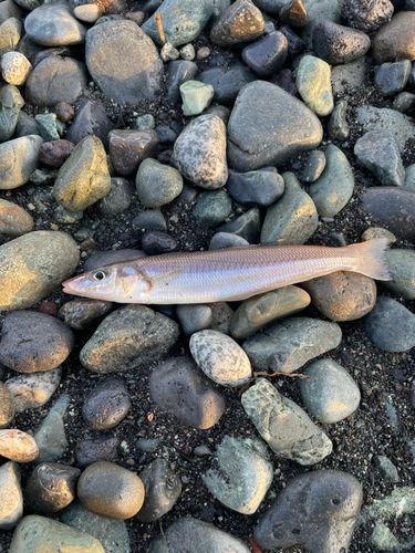 シロギスの釣果