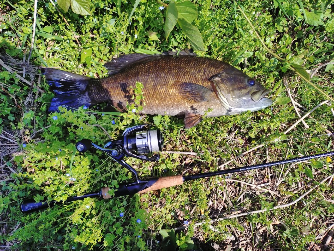 スモールマウスバス