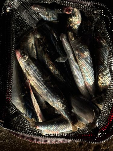 ニシンの釣果
