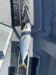 ハマチの釣果