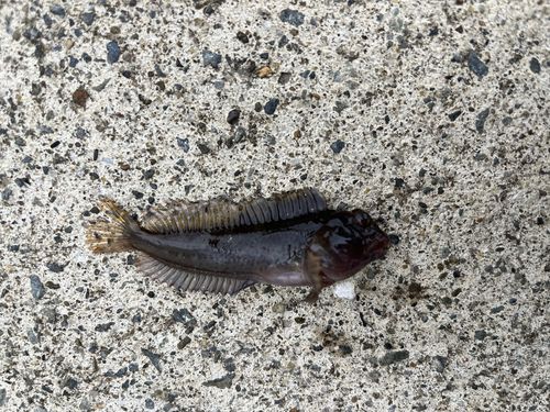 イソギンポの釣果
