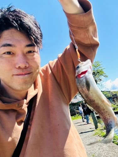 ニジマスの釣果