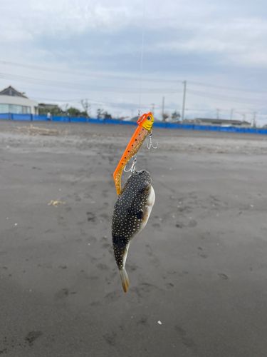 クサフグの釣果