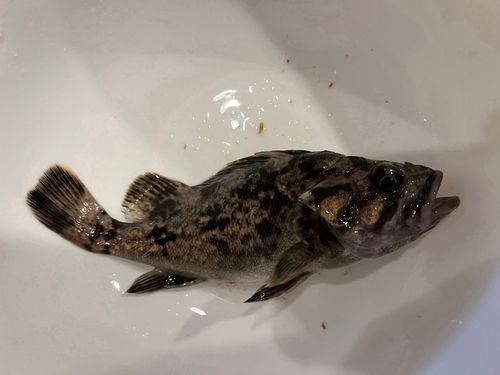 クロソイの釣果