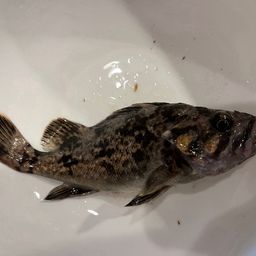 クロソイ