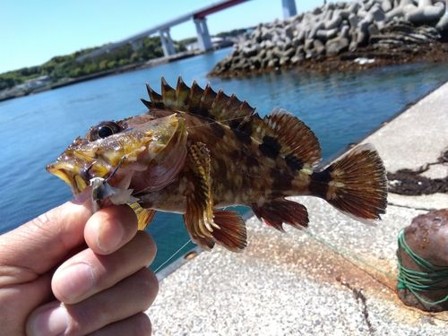 カサゴの釣果