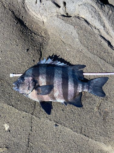 イシダイの釣果