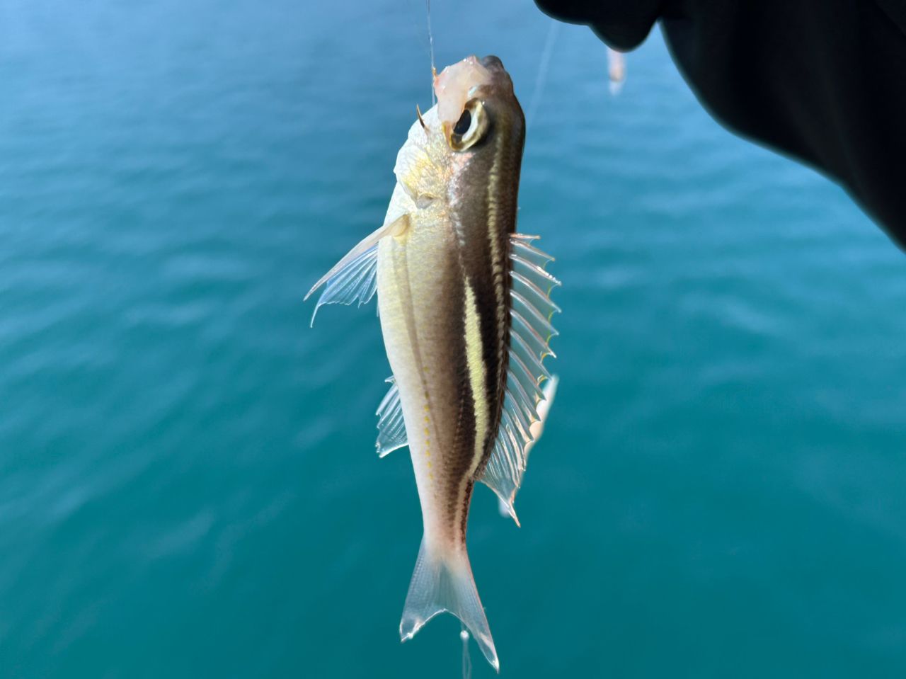 ハクセンタマガシラ