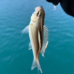 ハクセンタマガシラ