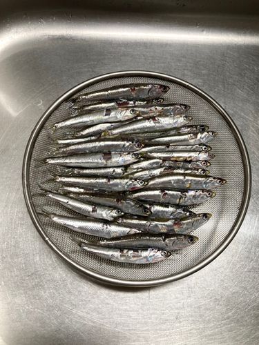 カタクチイワシの釣果
