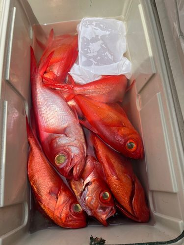 キンメダイの釣果