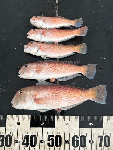 シロアマダイの釣果